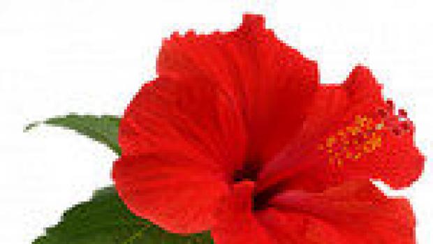 Цветы-талисманы: какие растения защищают дом от бедности и неприятностей